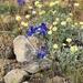 upland larkspur