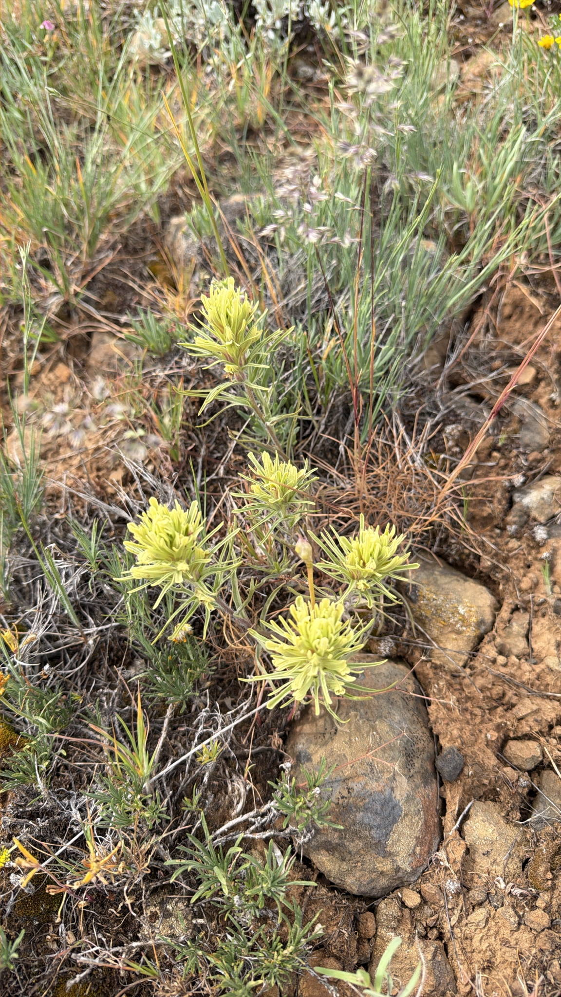 Castilleja thompsonii