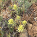 Thompson's paintbrush