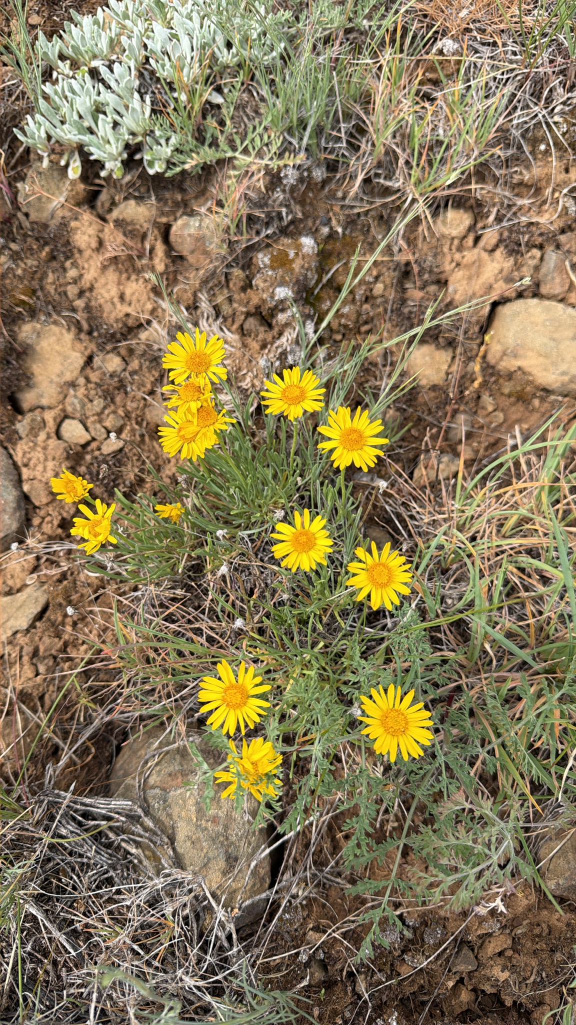 Erigeron linearis