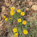 Desert Yellow Fleabane