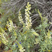 sulphur lupine