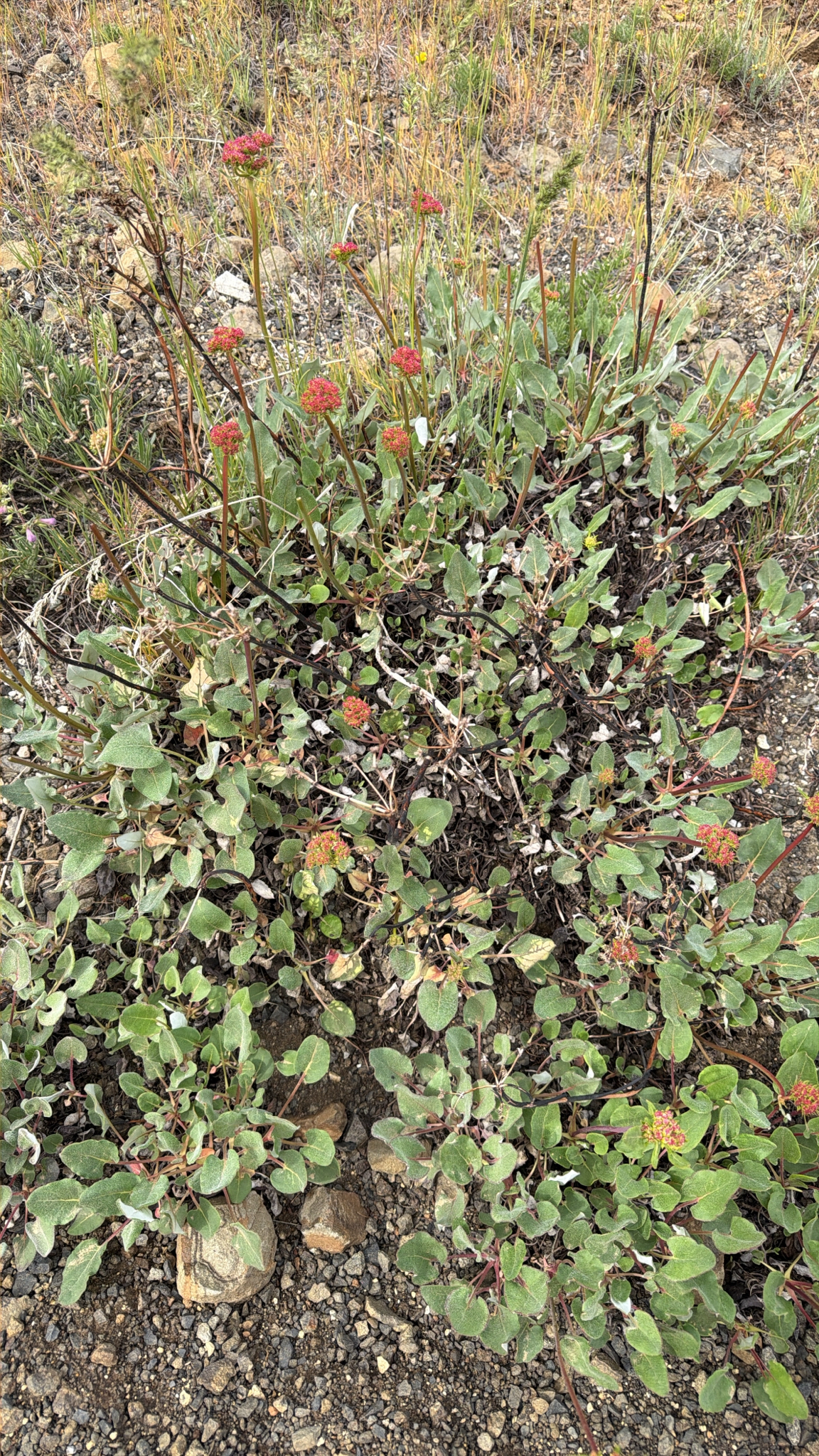 Eriogonum compositum