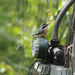 Red-breasted Nuthatch