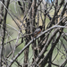 Spotted Towhee