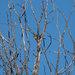 Yellow-breasted Chats