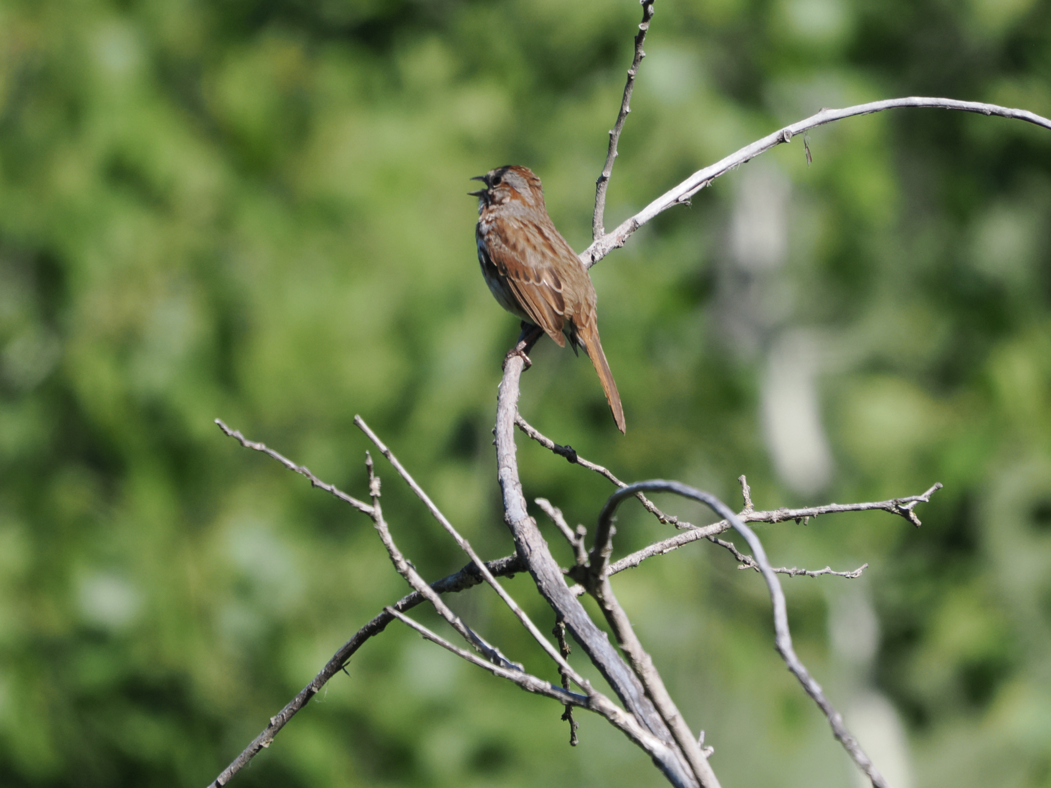Melospiza melodia