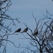 Mourning Dove