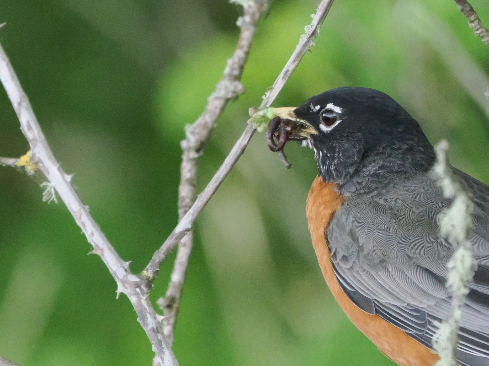 Turdus migratorius