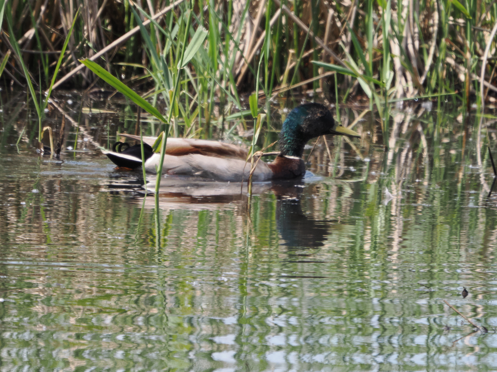 Anas platyrhynchos