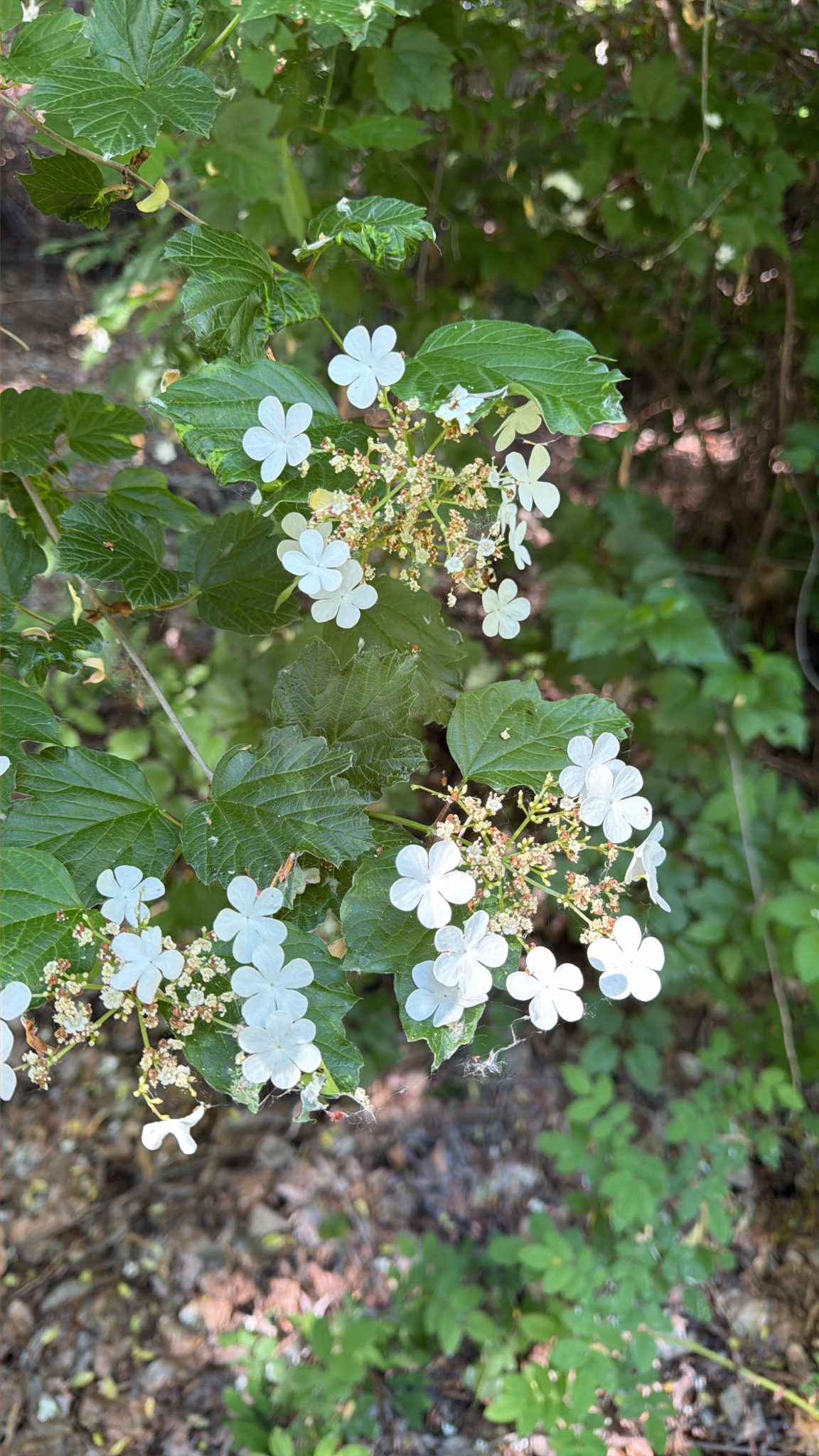 Viburnum opulus