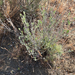 Snow Buckwheat