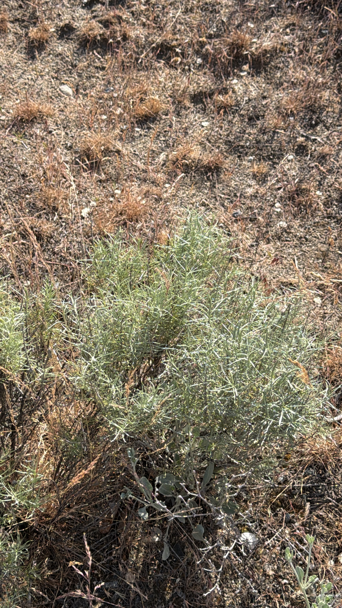 Ericameria nauseosa