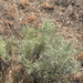 Rubber Rabbitbrush