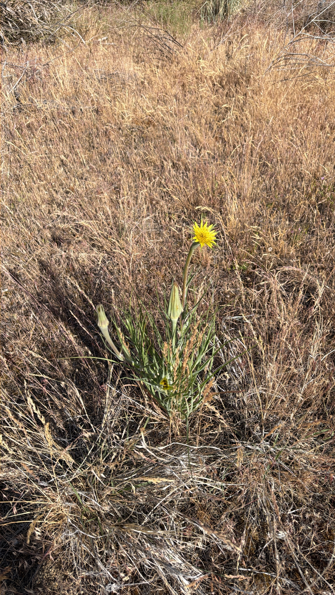 Tragopogon dubius