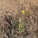 Yellow Salsify