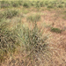 Great Basin Wildrye
