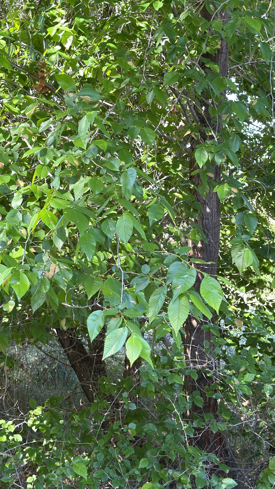 Ulmus pumila
