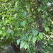 Siberian elm