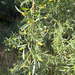 Narrowleaf Willow