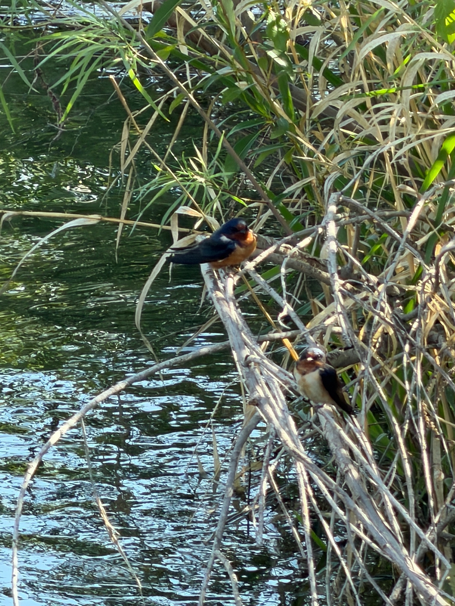 Hirundo rustica