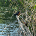 Barn Swallow