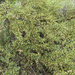 Antelope Bitterbrush