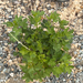 golden currant