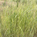 rye
