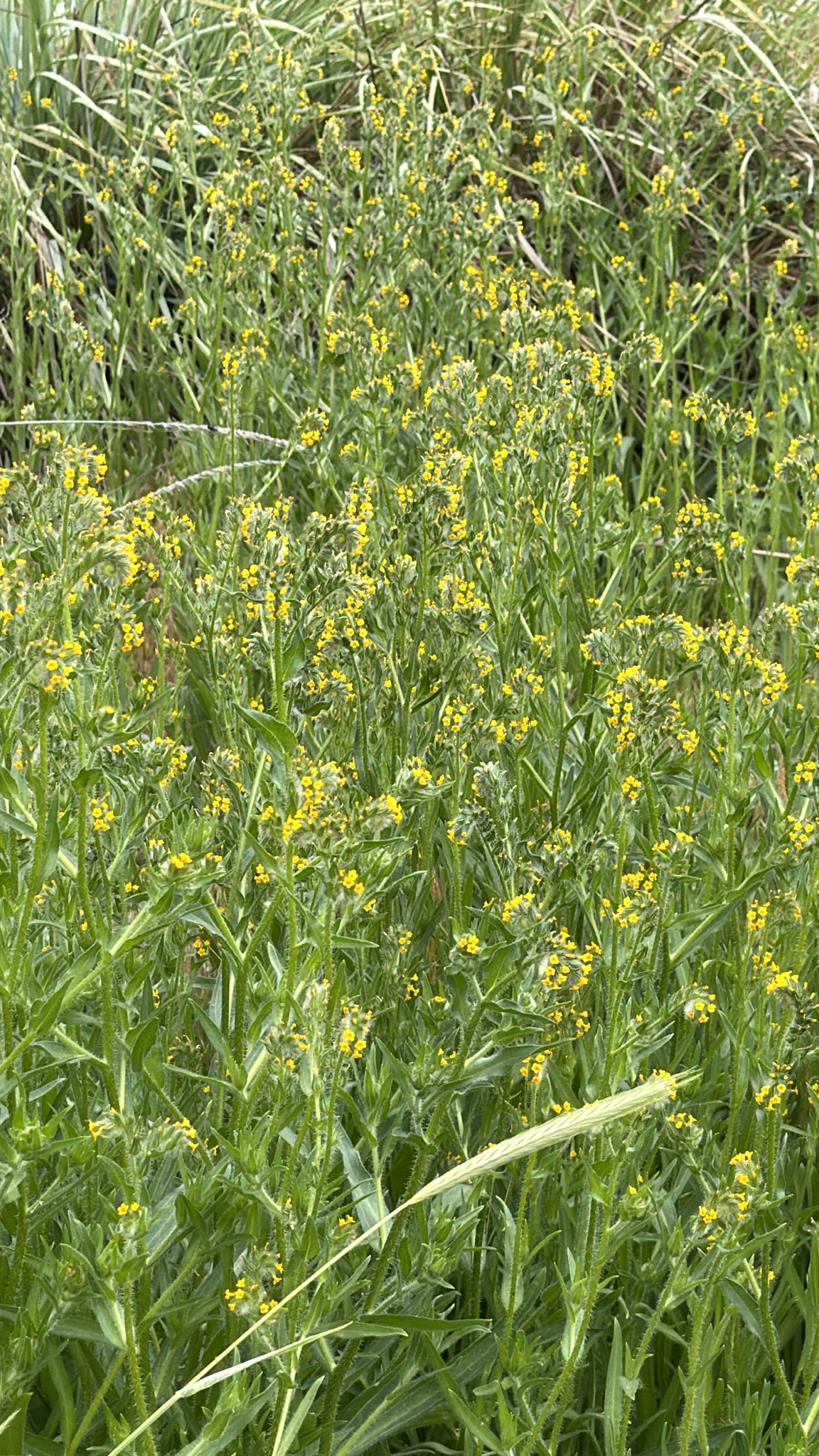 Amsinckia menziesii