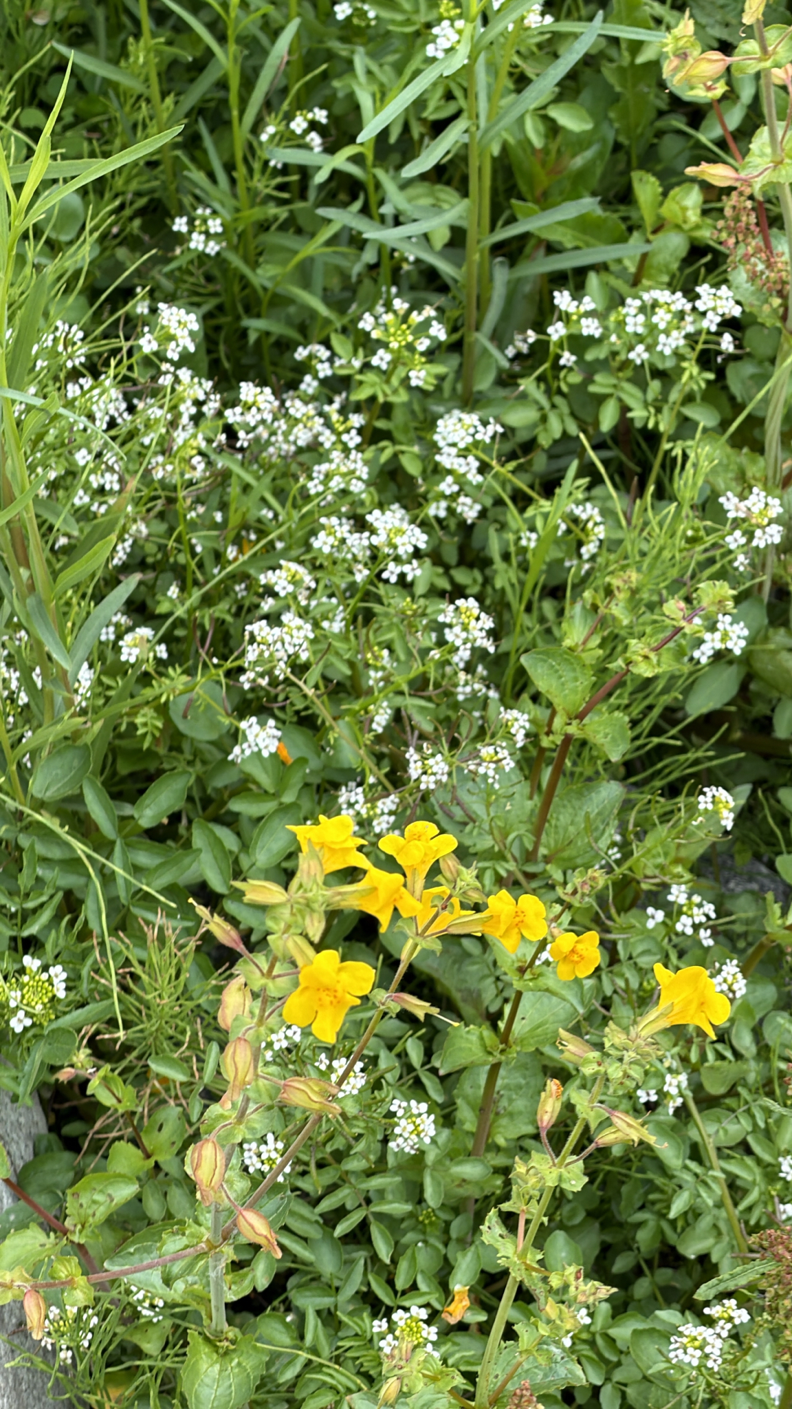 Erythranthe guttata