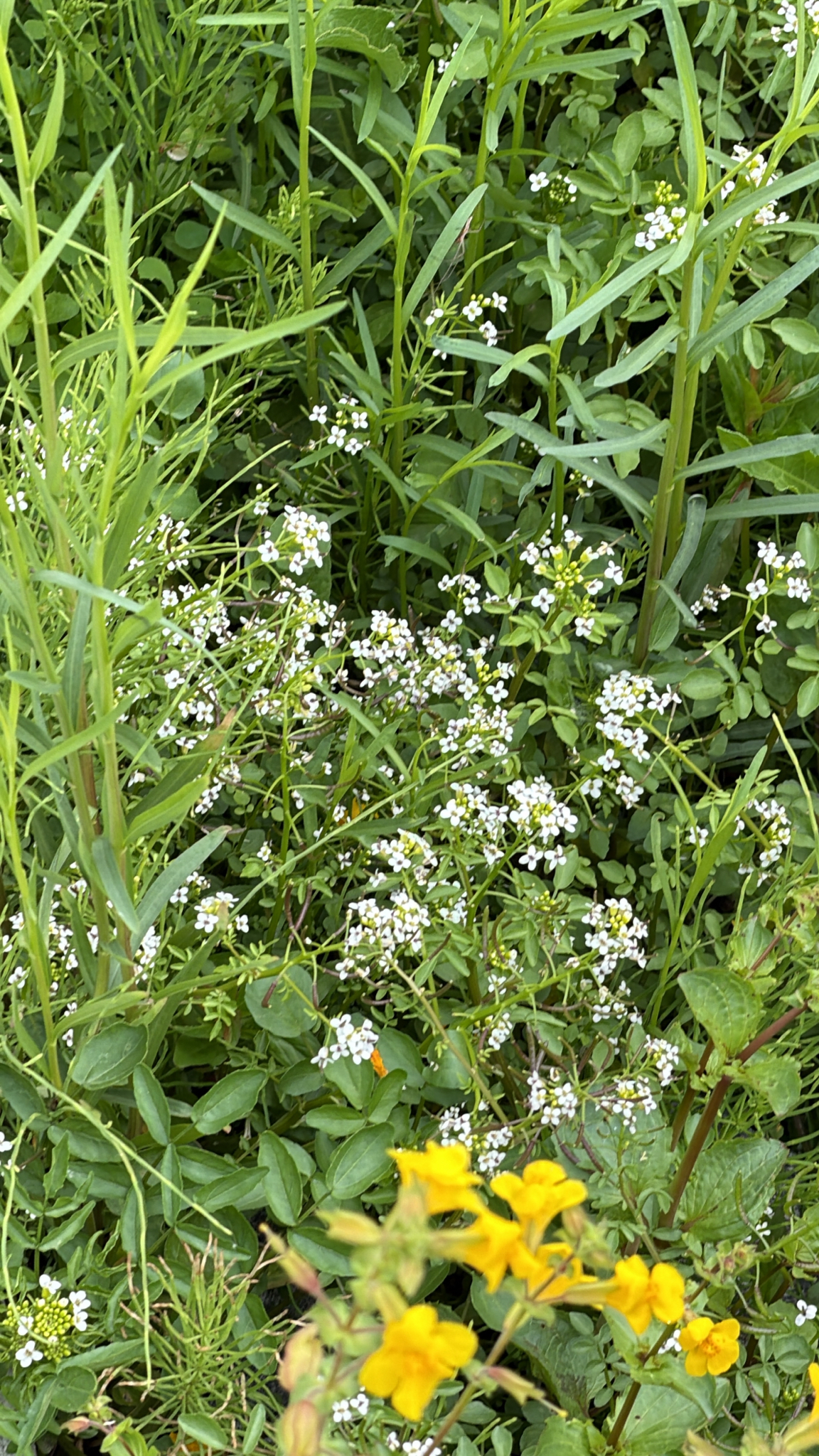 Nasturtium officinale