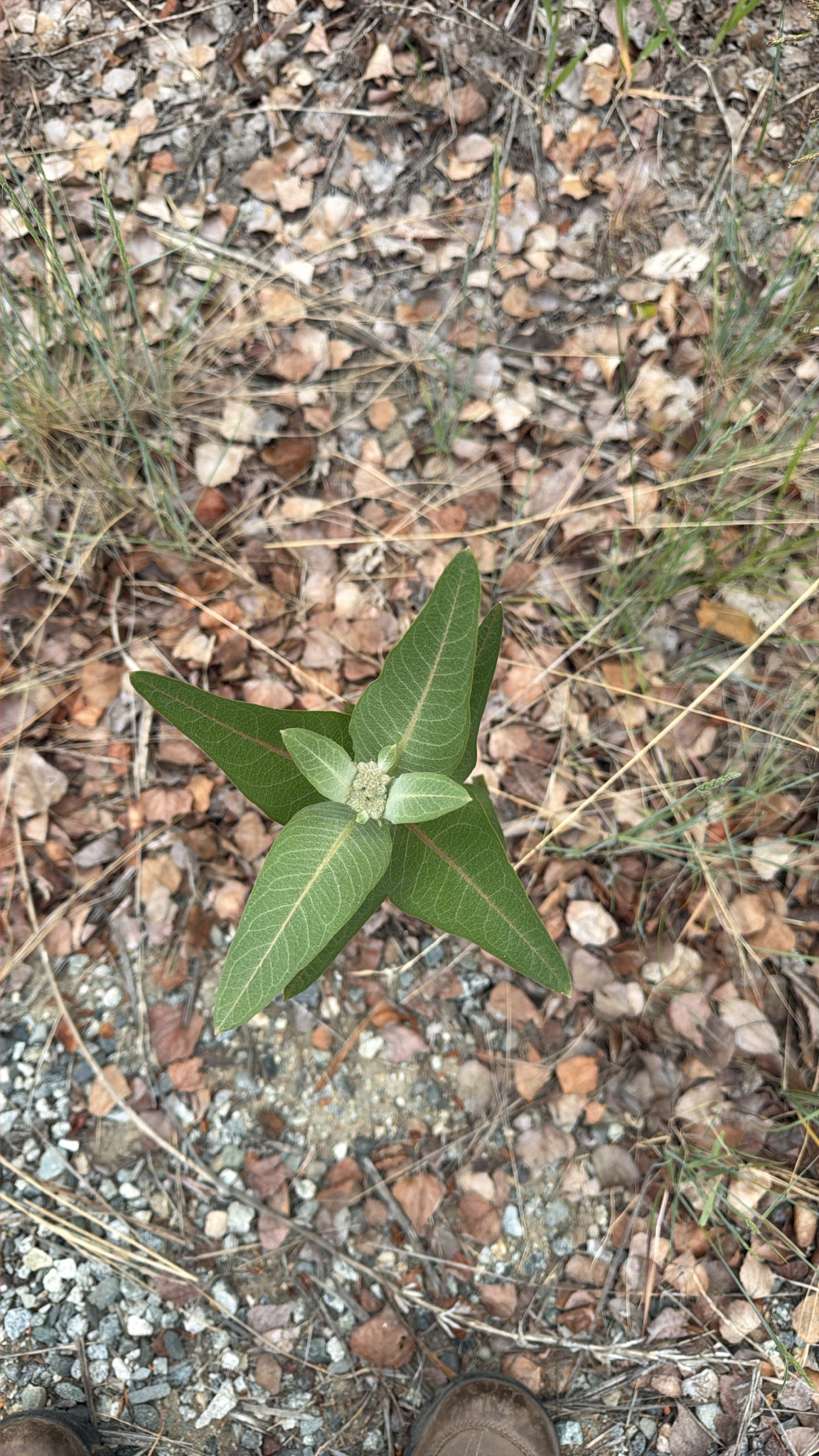 Asclepias speciosa