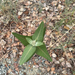 showy milkweed