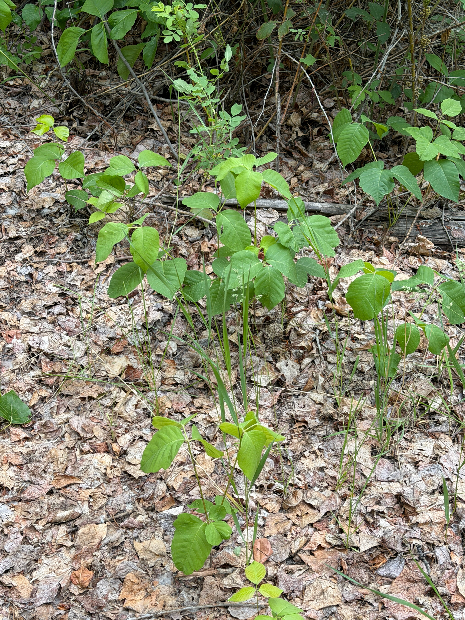 Toxicodendron rydbergii