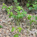 western poison ivy