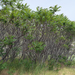 smooth sumac