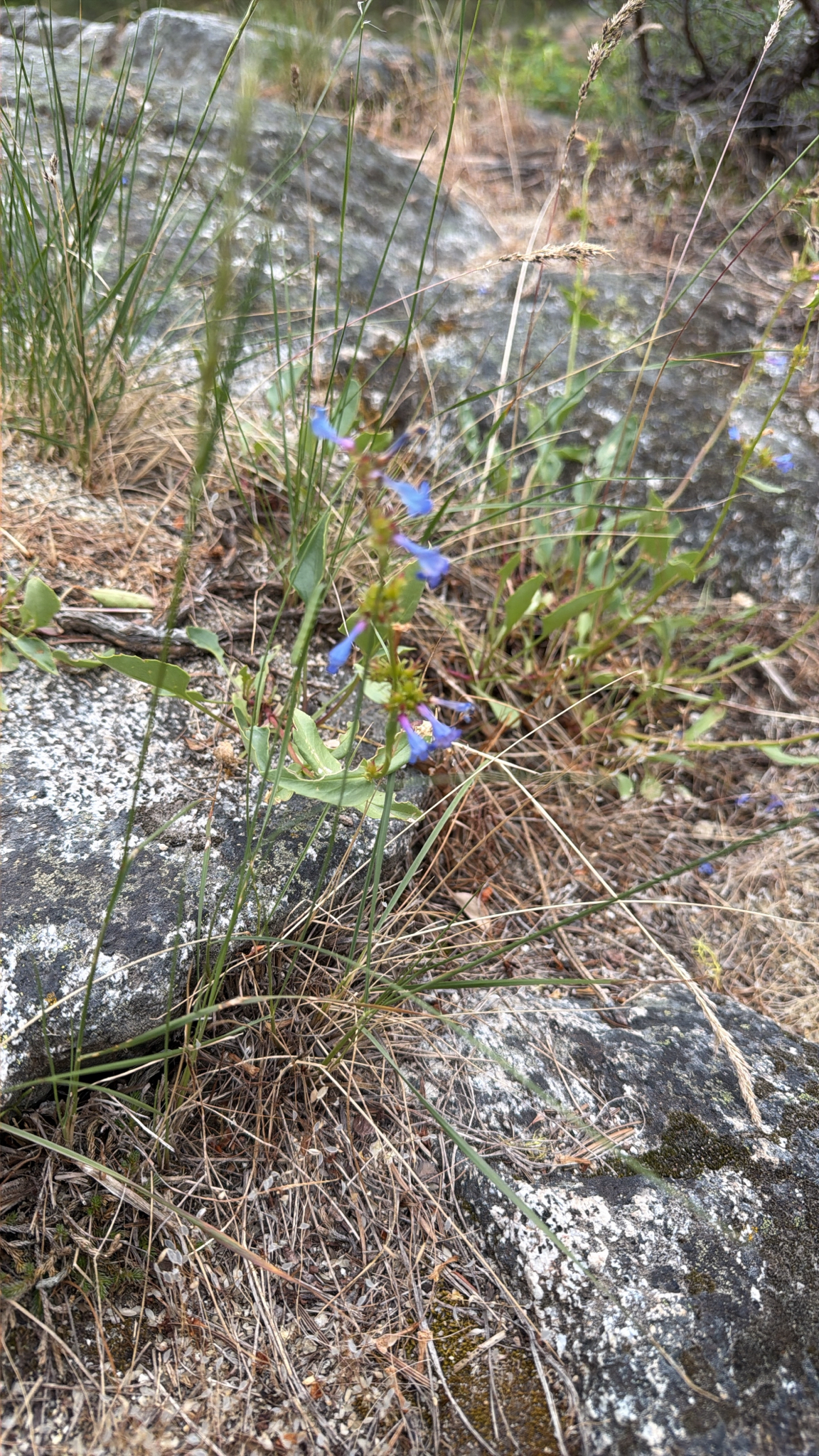 Penstemon pruinosus