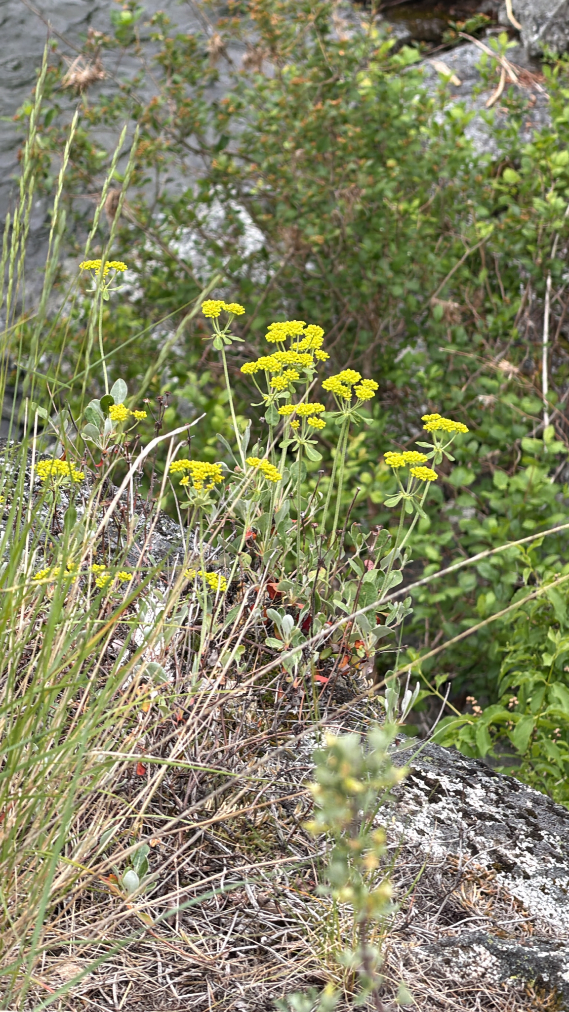 Eriogonum umbellatum