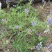 Longspur Lupine