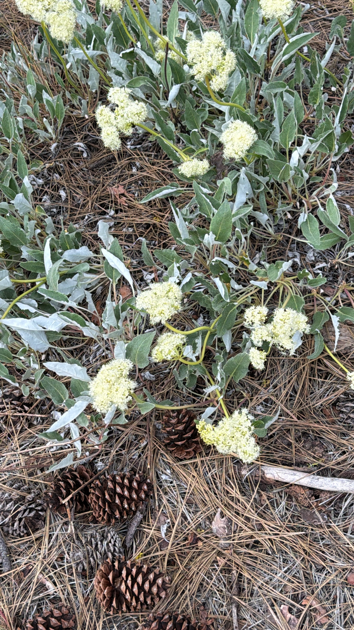 Eriogonum compositum