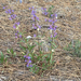 Chelan Penstemon