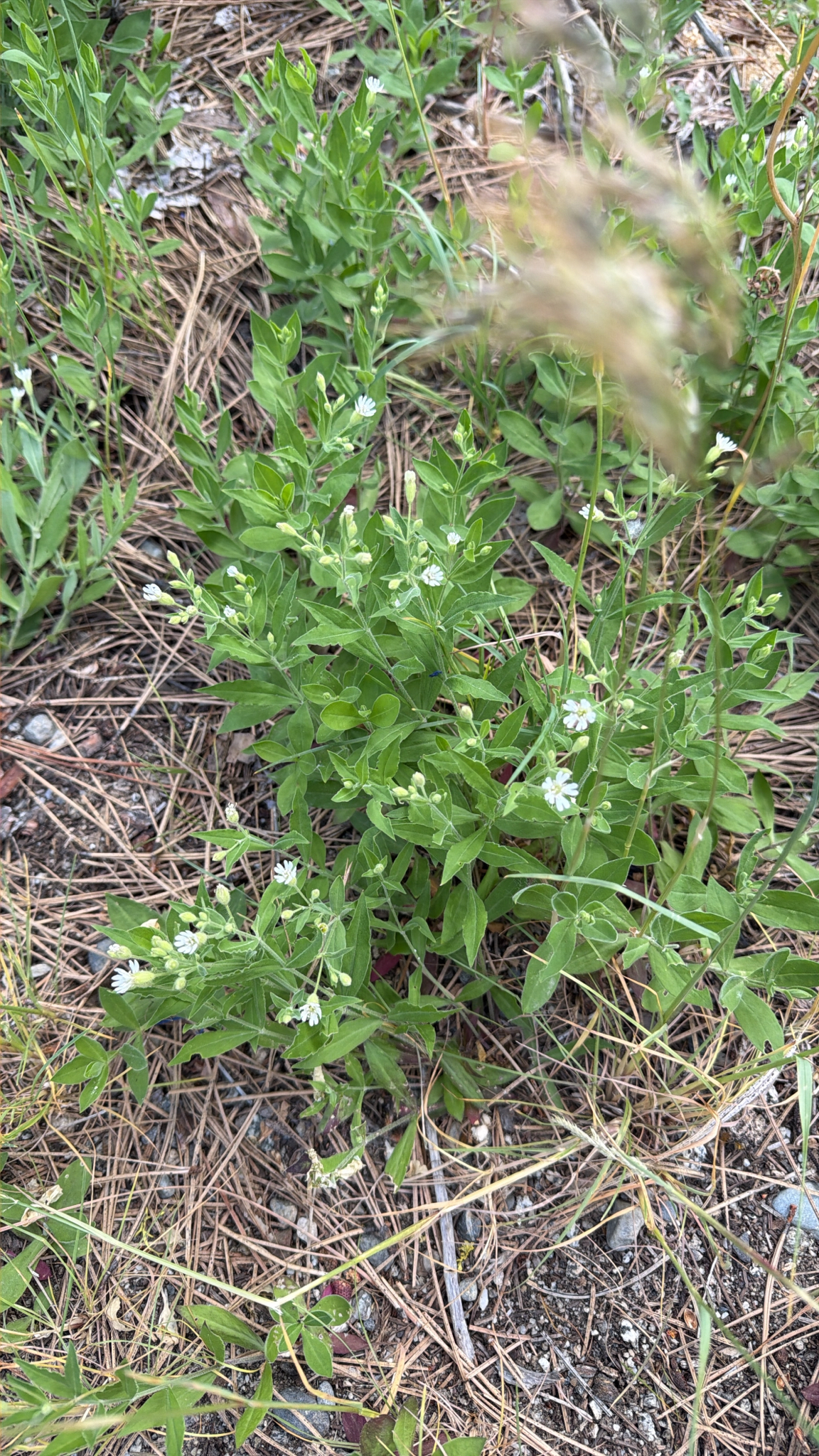 Silene menziesii