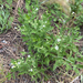Menzies' Catchfly