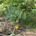 arrowleaf balsamroot