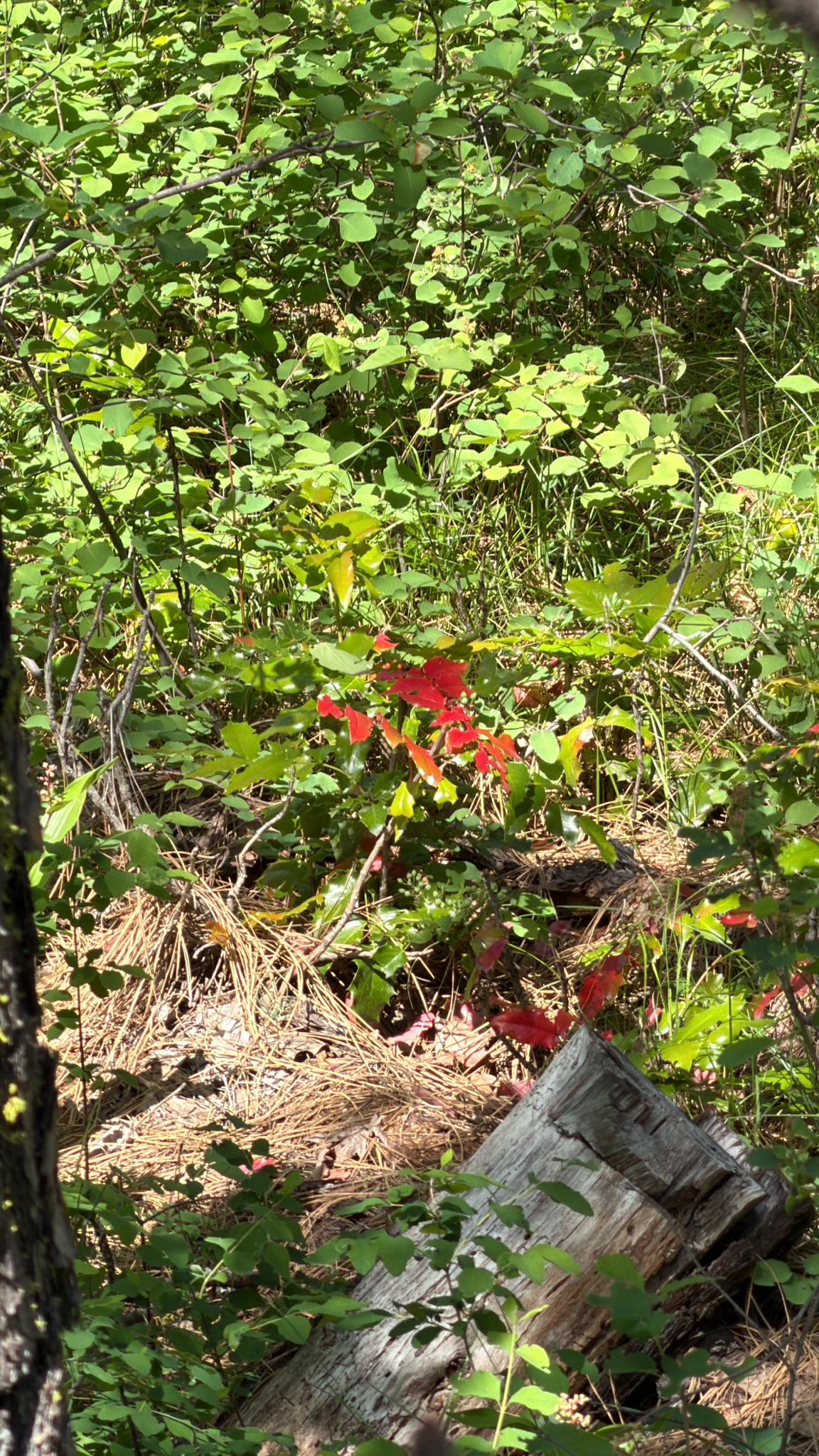 Berberis repens