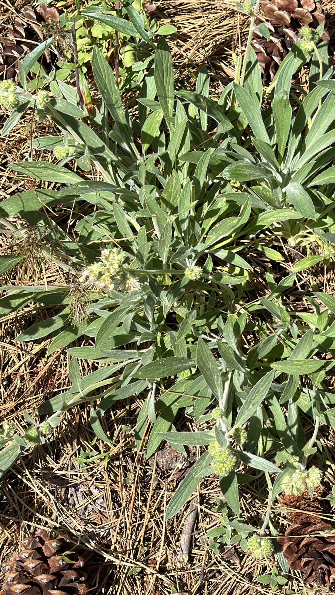 Phacelia hastata