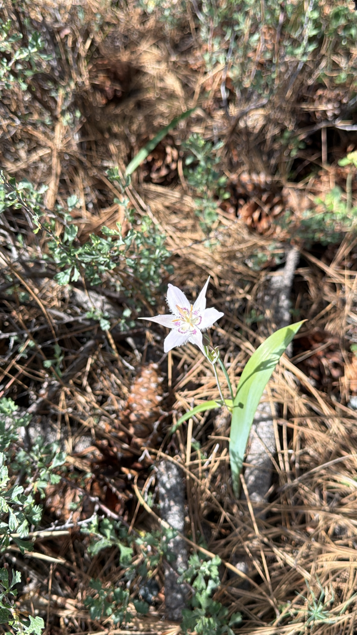 Calochortus lyallii