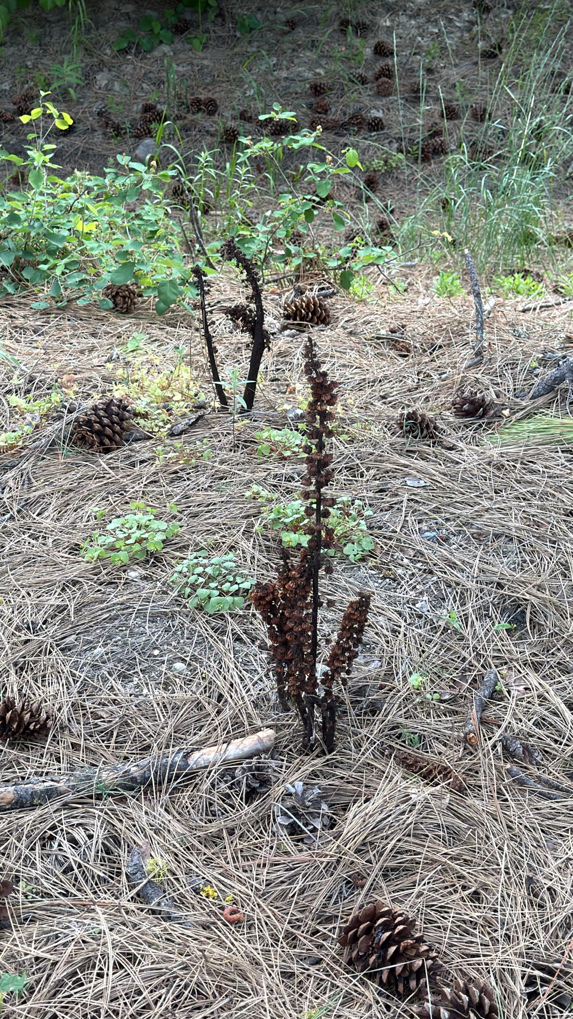 Pterospora andromedea