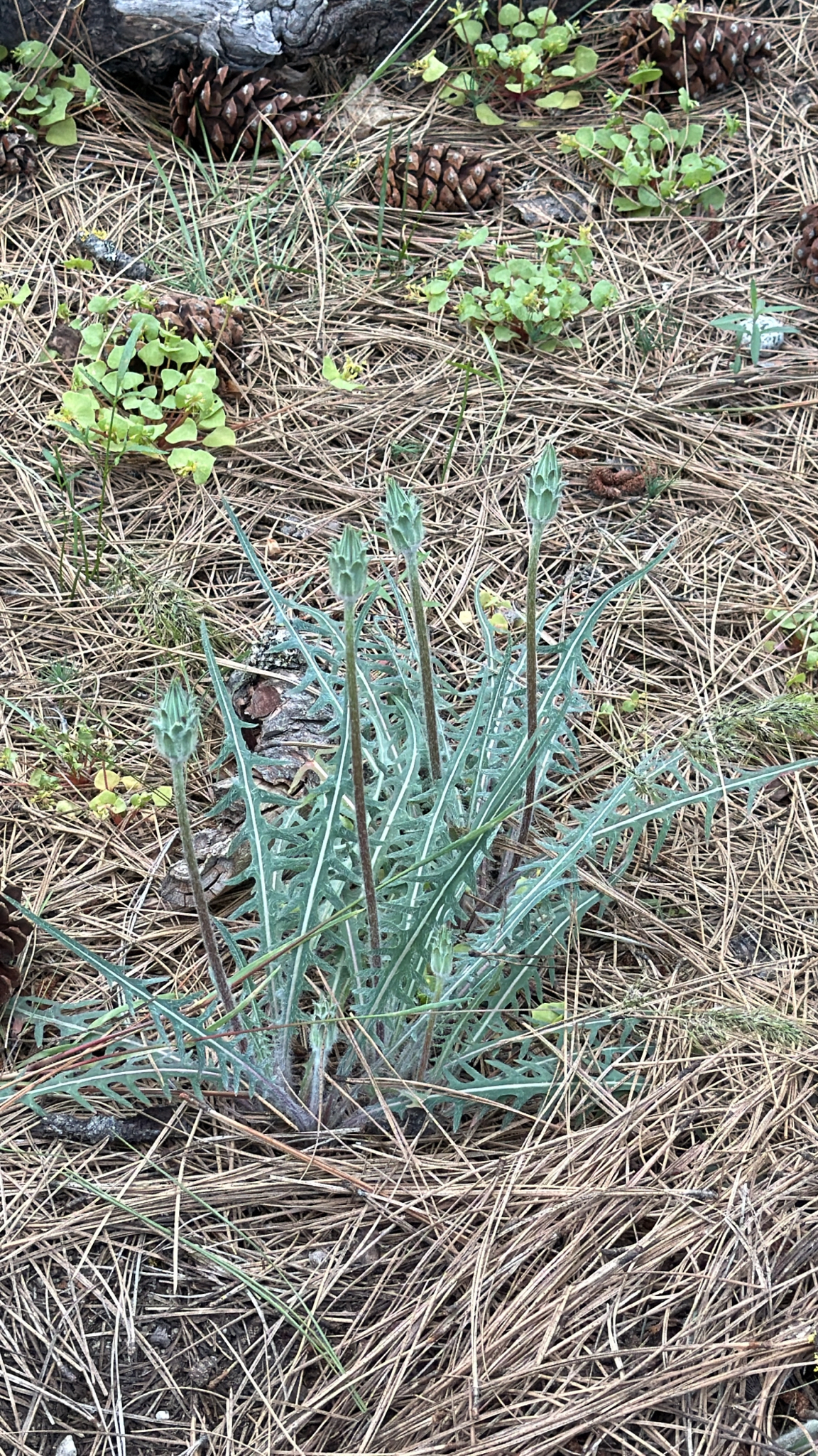 Agoseris retrorsa